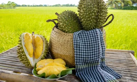 Sầu riêng Ri6 Việt Nam lần đầu lên kệ siêu thị tại Vương quốc Anh