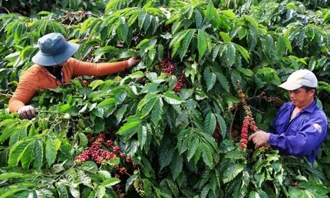 Đắk Nông phát triển mạng lưới khuyến nông cộng đồng, hỗ trợ nâng cao hiệu quả sản xuất cà phê