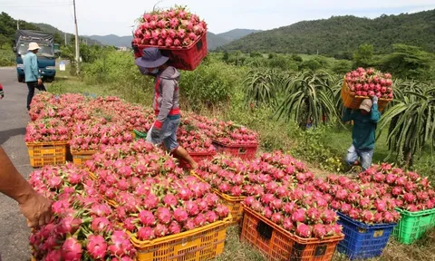 Giá thanh long đầu mùa cao kỷ lục