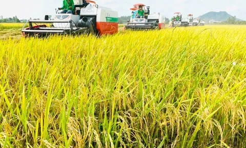 Giá lúa gạo ngày 16/5: Thị trường lúa gạo bình ổn, giao dịch lúa mới đều