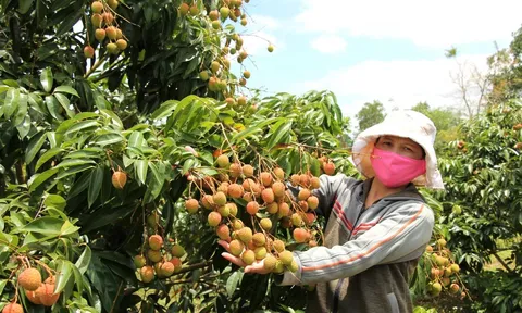 Đắk Lắk: Vải thiều được mùa, được giá, nhiều hộ gia đình vui mừng phấn khởi
