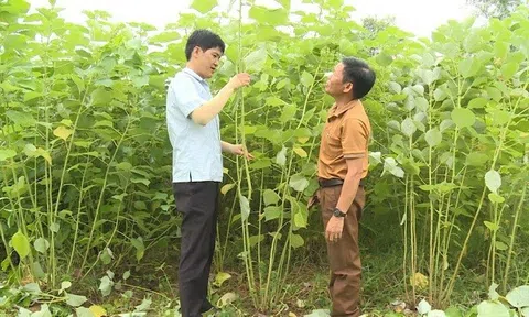 Tuyên Quang: Trồng cây gai xanh, hướng đi mới trong phát triển kinh tế nông nghiệp ở huyện Na Hang