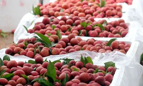 Xuất khẩu gần 1.000 tấn vải tươi sang Trung Quốc