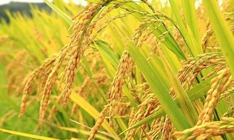 Giá lúa gạo ngày 24/5: Giá lúa gạo ổn định, thị trường xuất khẩu tích cực