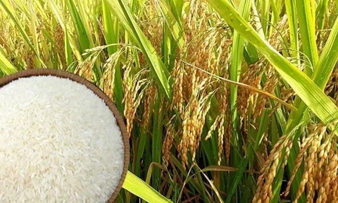 Giá lúa gạo ngày 30/5: Gía lúa gạo tiếp tục ổn định, thị trường giao dịch sôi động