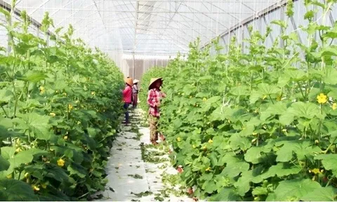 Bình Phước đẩy mạnh chuyển đổi số ngành Nông nghiệp, nâng cao hiệu quả sản xuất và thu nhập cho người dân