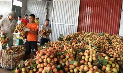Bắc Giang: Người dân lo lắng vì vải thiều đầu mùa rớt giá