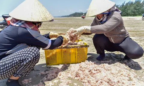Thanh Hoá vào mùa ruốc, ngư dân thu tiền triệu mỗi ngày