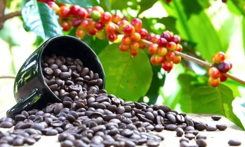 Giá cà phê ngày 07/6: Giá cà phê trong nước tăng 500 đồng/kg so với hôm qua