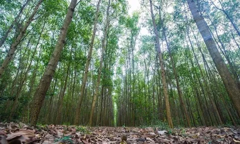Người dân miền núi Quảng Nam trồng rừng gỗ lớn, phát triển kinh tế theo hướng bền vững