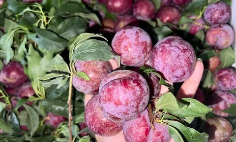 Đưa mận hậu Sơn La vào suất ăn hàng không Việt Nam