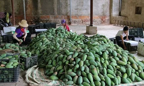 Sơn La: Nông dân Mường La tất bật thu hoạch, tiêu thụ xoài