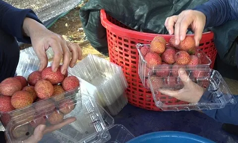 Xuất khẩu lô vải không hạt trồng tại Thanh Hóa sang thị trường Nhật Bản và Anh