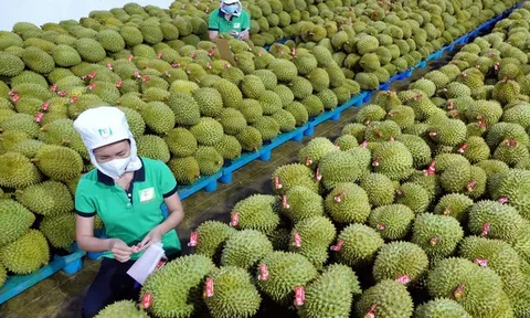 Xuất khẩu sầu riêng của Việt Nam vượt nửa tỷ USD trong 5 tháng