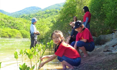 Khánh Hòa: Học sinh trải nghiệm trồng rừng ngập mặn tại Khu du lịch Đảo Hoa Lan