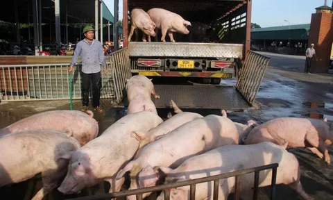 Giá heo hơi đi ngang trên diện rộng, cao nhất 63.000 đồng/kg
