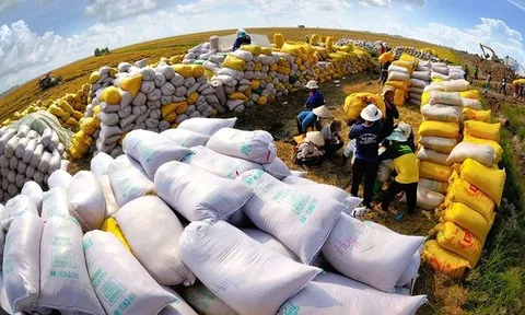 Xuất khẩu gạo của Việt Nam đạt kỷ lục 10 năm, thị trường lớn nhất là Philippines