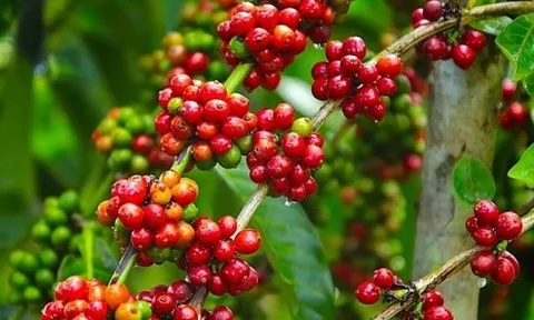 Giá cà phê ngày 02/7: Giá cà phê trong nước và thế giới cùng giảm, mức giao dịch cao nhất trong các địa phương là 64.700 đồng/kg