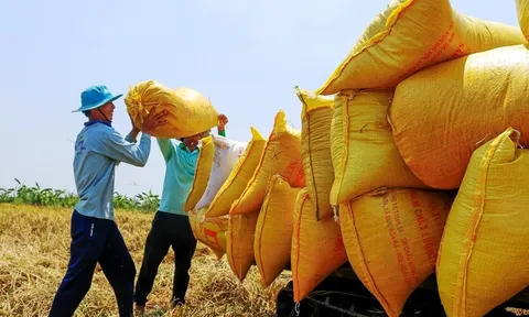 Giá gạo xuất khẩu Việt Nam tăng tuần thứ ba liên tiếp, nhu cầu nhập khẩu ở mức rất cao
