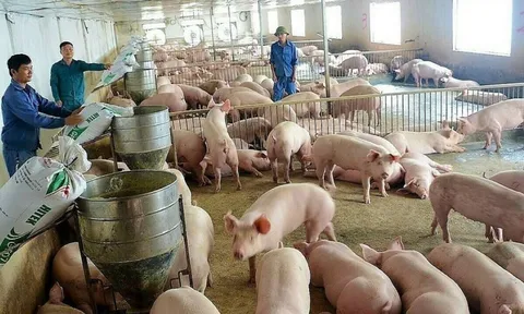 Giá heo hơi tăng trên diện rộng, cao nhất 66.000 đồng/kg