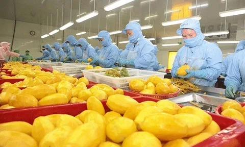 Xuất khẩu rau quả đạt 2,7 tỷ USD, tăng hơn 60%
