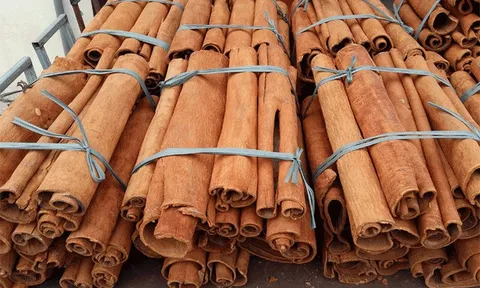 Việt Nam xuất khẩu hơn 43 nghìn tấn quế trong nửa đầu năm