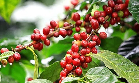 Giá cà phê trong nước tiến sát mốc 67.000 đồng/kg, giá cà phê Robusta tăng hơn 4% trên sàn thế giới