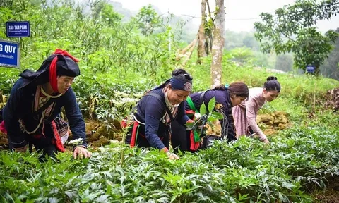 Phát triển dược liệu theo chuỗi giá trị gắn với du lịch sinh thái