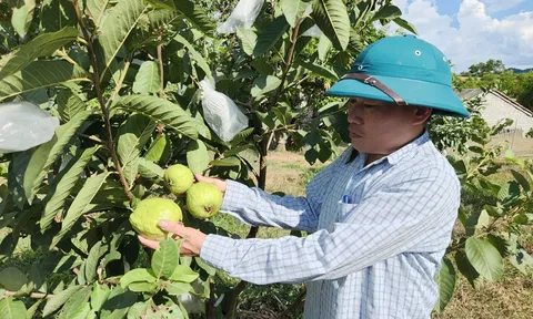 Hà Tĩnh: Hiệu quả từ mô hình trồng ổi hữu cơ đầu tiên tại huyện Vũ Quang