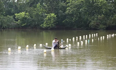 Vĩnh Phúc: Nông dân làm giàu từ nuôi trai nước ngọt lấy ngọc