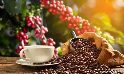 Giá cà phê ngày 18/7: Giá cà phê trong nước đi ngang, điều chỉnh trái chiều tại thị trường thế giới