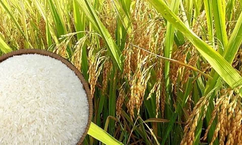 Giá lúa gạo hôm nay giảm 50-100 đồng/kg, thị trường giao dịch sôi động