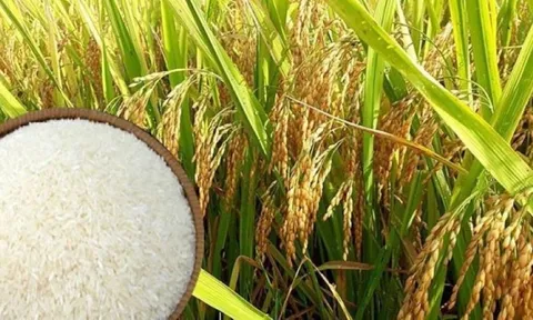 Giá lúa gạo ngày 25/7: Thị trường trong nước tiếp tục điều chỉnh tăng từ 200 - 300 đồng/kg