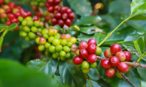 Giá cà phê ngày 26/7: Giá cà phê trong nước tăng 600-700 đồng/kg, giá thu mua cao nhất 67.500 đồng/kg