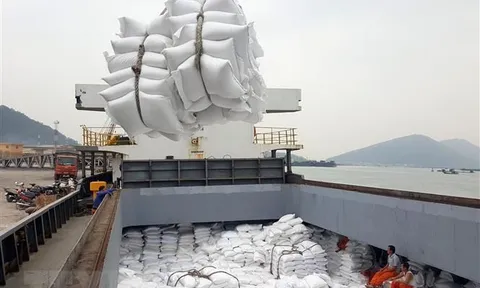Giá gạo xuất khẩu của Việt Nam lập đỉnh 12 năm