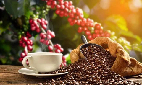 Giá cà phê ngày 02/8: Giá cà phê trong nước và thế giới cùng tăng trở lại