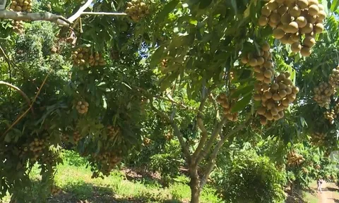 Sơn La: Nông dân Sông Mã phấn khởi thu hoạch nhãn chín sớm