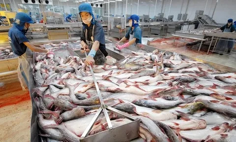 Kim ngạch xuất khẩu cá tra năm 2023 dự báo giảm 15%