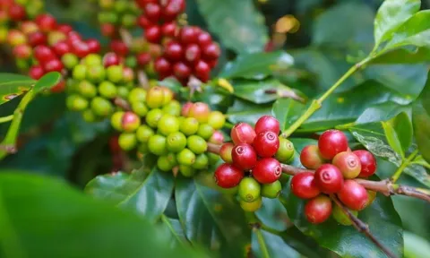 Giá cà phê ngày 09/8: Giá cà phê trong nước tăng nhẹ, cao nhất 68.000 đồng/kg