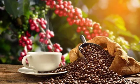 Giá cà phê ngày 13/8: Giá cà phê trong nước tiếp đà giảm, dao động từ 66.600 - 67.700 đồng/kg