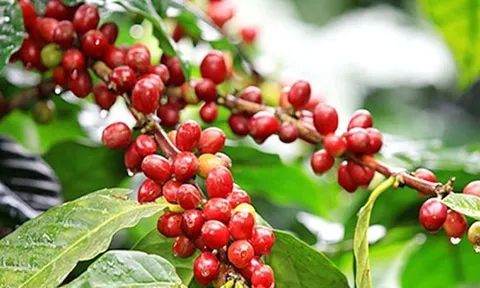 Giá cà phê ngày 16/8: Giá cà phê trong nước giảm còn 65.800 đồng/kg