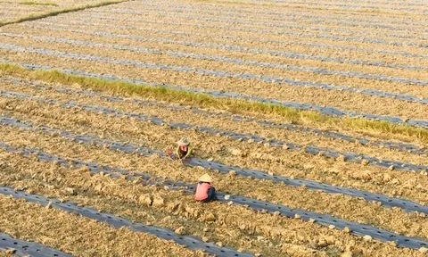 Quảng Trị: Nhiều mô hình nông nghiệp mang lại hiệu quả kinh tế gấp 2 – 4 lần so với trồng lúa nước