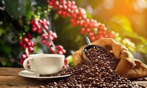 Giá cà phê ngày 21/8: Phiên đầu tuần giá thu mua giảm nhẹ, cao nhất 64.400 đồng/kg