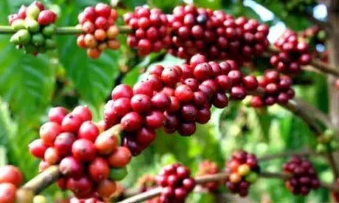 Xây dựng vùng nguyên liệu cà phê chất lượng cao tại Tây Nguyên