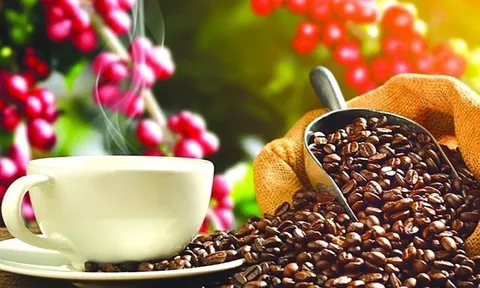 Giá cà phê ngày 23/8: Giá cà phê trong nước tăng nhẹ, cao nhất 64.600 đồng/kg