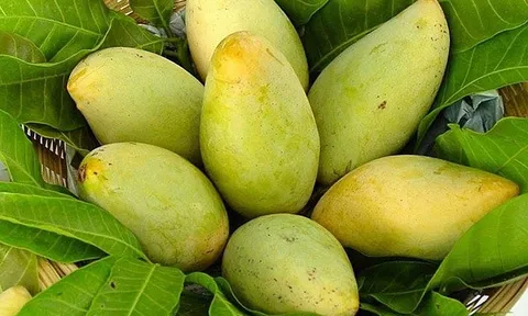 Tăng cường quản lý mã số vùng trồng và cơ sở đóng gói để đảm bảo chất lượng nông sản