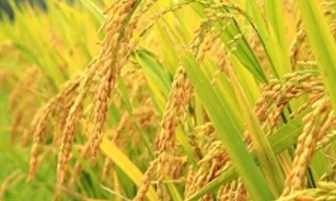 Nếp xoắn Tân Trào: Đặc sản truyền thống của người dân Kiến Thụy