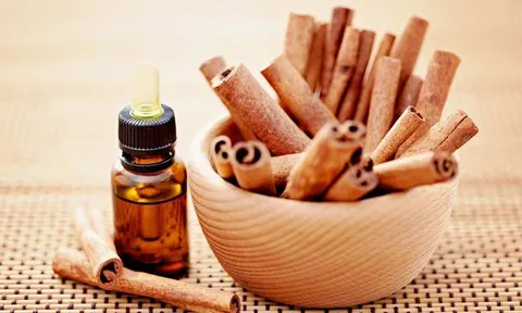 Quế Văn Yên: Sản phẩm OCOP đặc hữu của Yên Bái