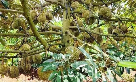 Thêm nhãn hiệu sầu riêng Cư M'gar tại tỉnh Đắk Lắk