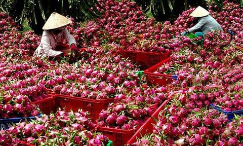 Thanh long Việt Nam đối mặt với thách thức mới tại Vương quốc Anh